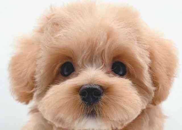 島根県のマルプー(マルチーズ×プードル) (ひごペットフレンドリーイオン松江ショッピングセンター店/2025年11月1日生まれ/女の子/アプリコット)の子犬の1枚目の画像