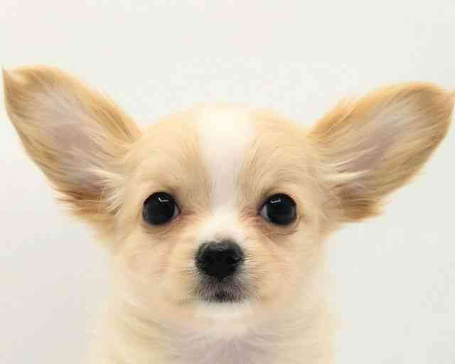 兵庫県のチワックス(チワワ×ダックス) (ひごペットフレンドリークラウンパーク伊丹店/2025年10月27日生まれ/女の子/クリームホワイト)の子犬の1枚目の画像