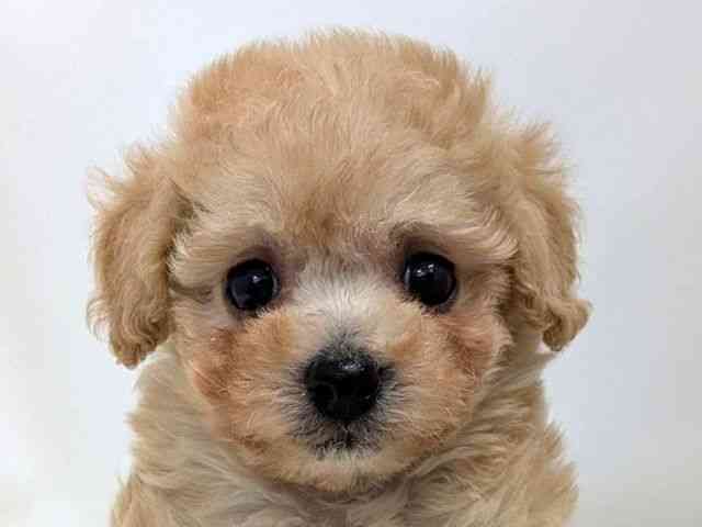 広島県のビションプー(ビションフリーゼ×プードル) (ひごペットフレンドリーゆめタウン廿日市店/2025年10月30日生まれ/女の子/クリーム)の子犬