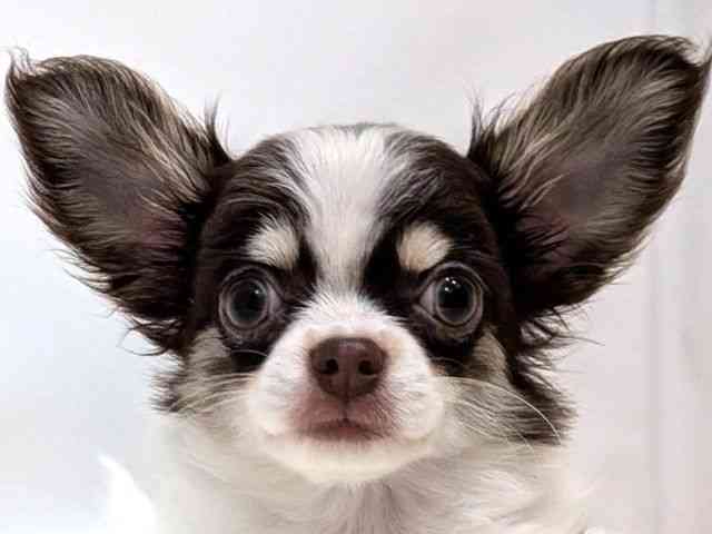 広島県のチワワ(ロング) (ひごペットフレンドリーゆめタウン廿日市店/2025年11月1日生まれ/男の子/チョコレートタンホワイト)の子犬の1枚目の画像