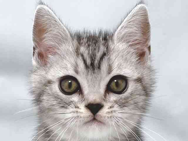 大阪府のアメリカンショートヘアー (ひごペットフレンドリー堺プラットプラット店/2025年11月1日生まれ/男の子/シルバータビー)の子猫の1枚目の画像