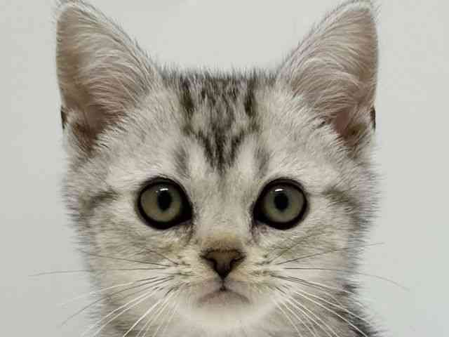 大阪府のアメリカンショートヘアー (ひごペットフレンドリーアクロスプラザ住之江店/2025年11月1日生まれ/男の子/シルバータビー)の子猫