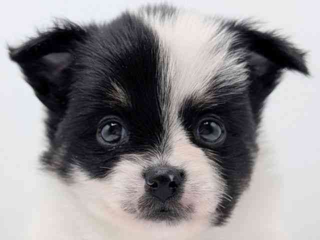 香川県のポメチワ/チワポメ/ポメチー(ポメラニアン×チワワ) (ひごペットフレンドリーゆめタウン高松店/2025年11月1日生まれ/女の子/パーティーカラー)の子犬の1枚目の画像