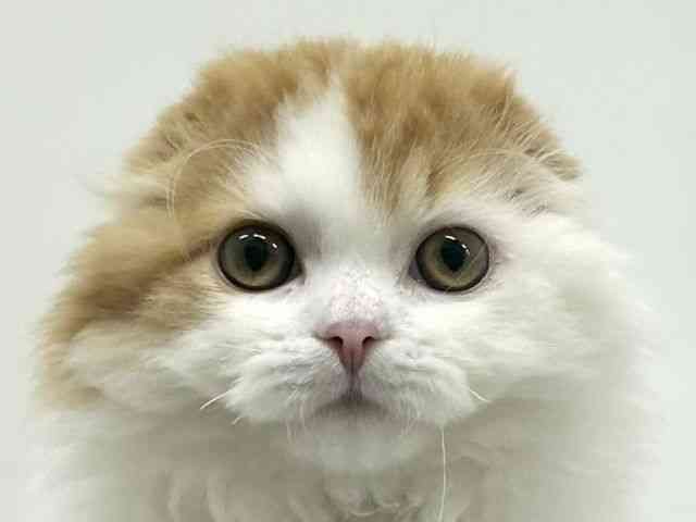 大阪府のスコティッシュフォールド (ひごペットフレンドリーアクロスプラザ住之江店/2025年10月31日生まれ/男の子/レッドタビーホワイト)の子猫の1枚目の画像