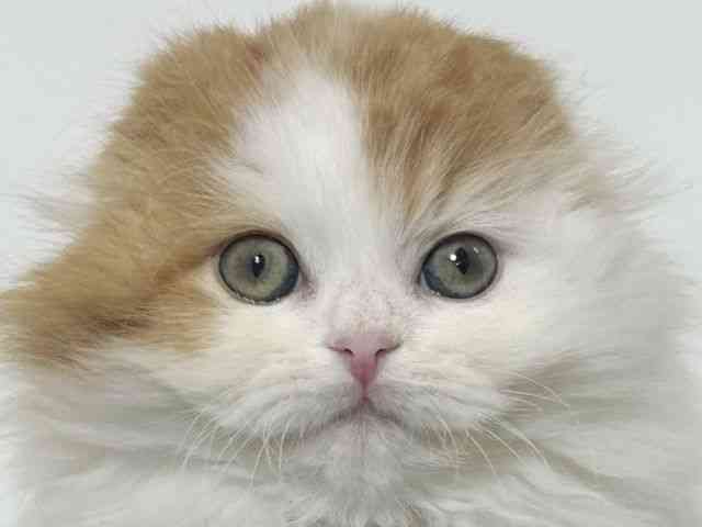 大阪府のスコティッシュフォールド (ひごペットフレンドリーアクロスプラザ住之江店/2025年10月31日生まれ/男の子/レッドタビーホワイト)の子猫