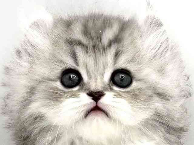 兵庫県のアメリカンカール (ひごペットフレンドリークラウンパーク伊丹店/2025年11月2日生まれ/男の子/ブルータビーホワイト)の子猫の1枚目の画像