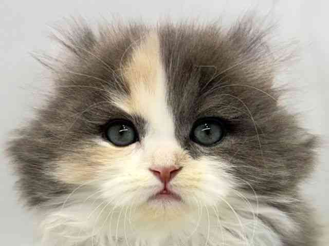 大阪府のアメリカンカール (ひごペットフレンドリーセブンパーク天美店/2025年11月2日生まれ/女の子/ダイリュートキャリコ)の子猫の1枚目の画像