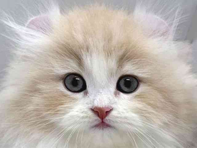 京都府のアメリカンカール (ひごペットフレンドリー京都店/2025年11月2日生まれ/男の子/クリームタビーホワイト)の子猫の1枚目の画像