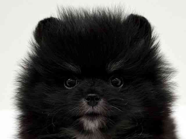 兵庫県のポメラニアン (ひごペットフレンドリーブルメールHAT神戸店/2025年10月29日生まれ/男の子/ブラックタンホワイト)の子犬の1枚目の画像