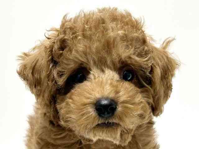 愛知県のトイプードル(トイ) (ひごペットフレンドリーららぽーと名古屋みなとアクルス店/2025年11月2日生まれ/男の子/レッド)の子犬の1枚目の画像