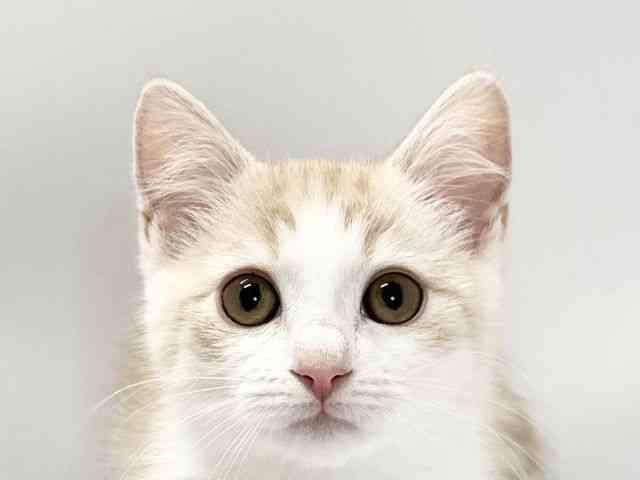 愛媛県のマンチカン (ひごペットフレンドリーイオンモール今治新都市店/2025年11月1日生まれ/男の子/クリームタビーホワイト)の子猫