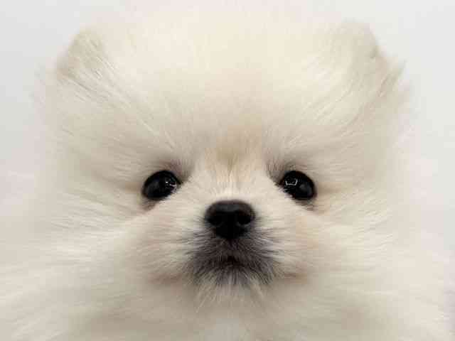大阪府のポメラニアン (ひごペットフレンドリーららぽーとEXPOCITY店/2025年10月30日生まれ/女の子/クリーム)の子犬の1枚目の画像