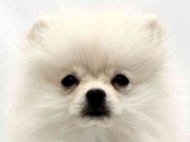 兵庫県のポメラニアン (ひごペットフレンドリークラウンパーク伊丹店/2025年10月30日生まれ/女の子/クリーム)の子犬の1枚目の画像