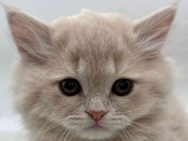 島根県のラガマフィン (ひごペットフレンドリーイオンモール出雲店/2025年10月31日生まれ/男の子/クリームタビー)の子猫の1枚目の画像