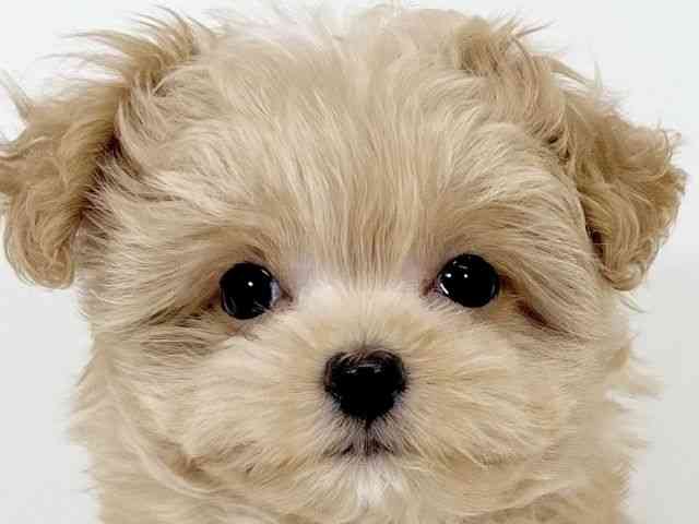 京都府のチワプー/プーチー(チワワ×プードル) (ひごペットフレンドリーイズミヤショッピングセンター八幡店/2025年10月31日生まれ/女の子/レッド)の子犬