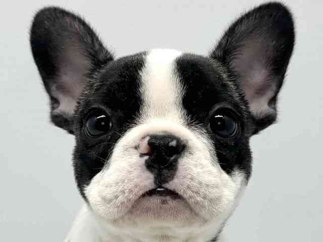 大阪府のフレンチブルドッグ (ひごペットフレンドリーセブンパーク天美店/2025年10月29日生まれ/女の子/パイド)の子犬