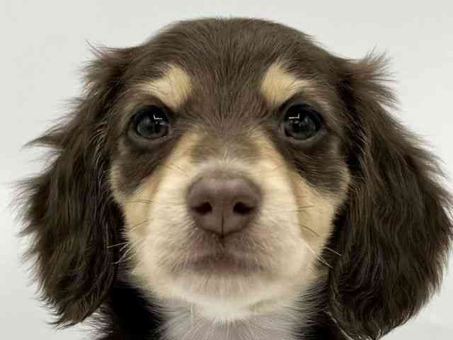 大阪府のミニチュアダックスフンド(ロング) (ひごペットフレンドリーららぽーとEXPOCITY店/2025年10月24日生まれ/女の子/チョコレートイエロー)の子犬の1枚目の画像