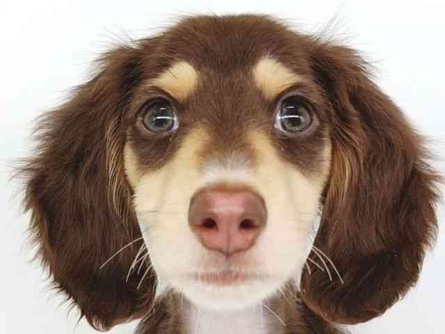 大阪府のミニチュアダックスフンド(ロング) (ひごペットフレンドリー泉ヶ丘店/2025年10月24日生まれ/女の子/チョコレートイエロー)の子犬の1枚目の画像