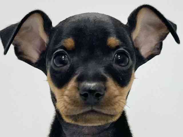 高知県のミニチュアピンシャー (ひごペットフレンドリーイオンモール高知店/2025年11月1日生まれ/男の子/ブラックタン)の子犬の1枚目の画像