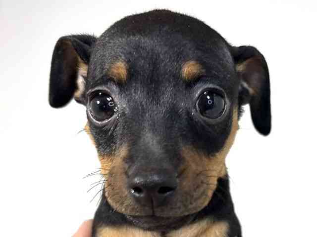 兵庫県のミニチュアピンシャー (ひごペットフレンドリーイトーヨーカドー明石店/2025年11月1日生まれ/女の子/ブラックタン)の子犬の1枚目の画像