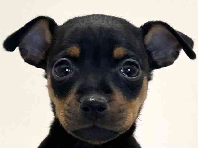 兵庫県のミニチュアピンシャー (ひごペットフレンドリーイトーヨーカドー明石店/2025年11月1日生まれ/女の子/ブラックタン)の子犬の1枚目の画像