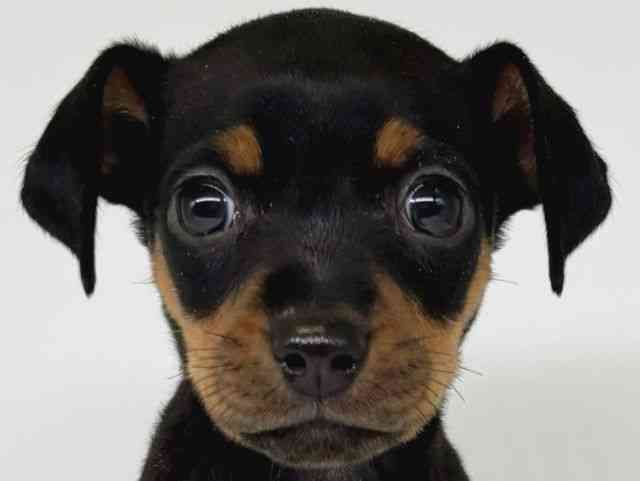 大阪府のミニチュアピンシャー (ひごペットフレンドリー瓜破店/2025年11月1日生まれ/男の子/ブラックタン)の子犬の1枚目の画像