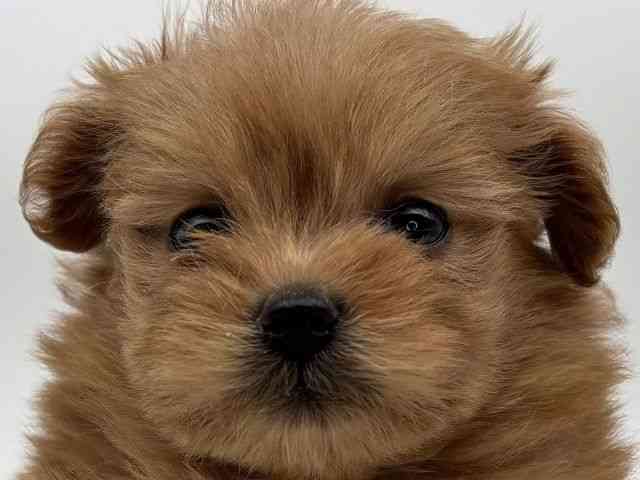 島根県のポメプー(ポメラニアン×プードル) (ひごペットフレンドリーイオンモール出雲店/2025年11月2日生まれ/女の子/レッド)の子犬