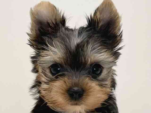 兵庫県のヨークシャーテリア (ひごペットフレンドリーイトーヨーカドー明石店/2025年10月30日生まれ/女の子/スチールブルータン)の子犬