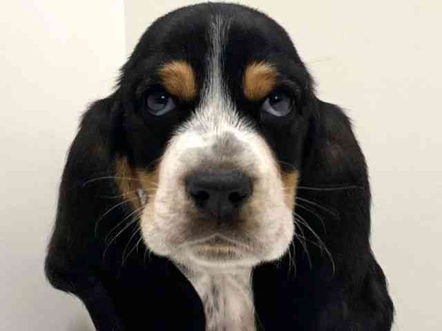 兵庫県のバセットハウンド (ひごペットフレンドリーイトーヨーカドー明石店/2025年11月2日生まれ/男の子/トライカラー)の子犬