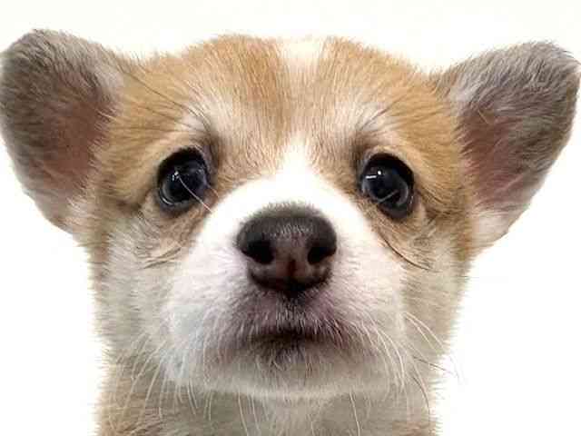 大阪府のウェルシュコーギーペンブローク (ひごペットフレンドリーイオン高槻店/2025年11月2日生まれ/女の子/セーブルホワイト)の子犬の1枚目の画像