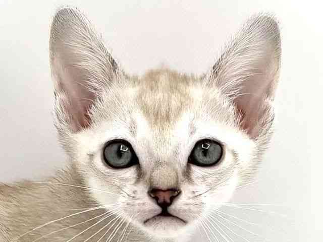 兵庫県のシンガプーラ (ひごペットフレンドリークラウンパーク伊丹店/2025年11月2日生まれ/男の子/セピアアグーティ)の子猫の1枚目の画像