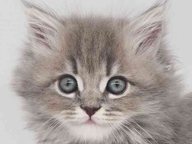 大阪府のサイベリアン (ひごペットフレンドリー泉ヶ丘店/2025年11月1日生まれ/男の子/ブルークラシックタビー)の子猫