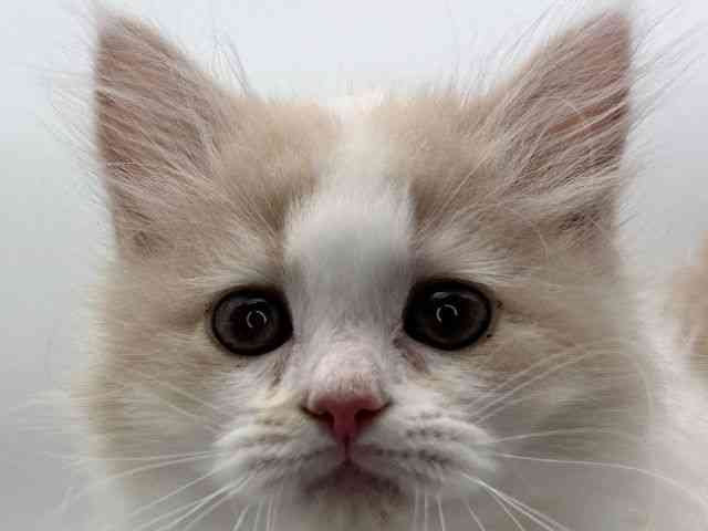 島根県のサイベリアン (ひごペットフレンドリーイオンモール出雲店/2025年11月1日生まれ/女の子/クリームホワイト)の子猫の1枚目の画像