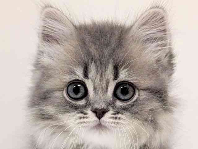 福岡県のラガマフィン (ひごペットフレンドリーリバーウォーク北九州店/2025年11月2日生まれ/男の子/ブルータビー)の子猫