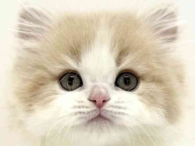 大阪府のラガマフィン (ひごペットフレンドリーくずはモール店/2025年11月2日生まれ/男の子/クリームホワイト)の子猫の1枚目の画像