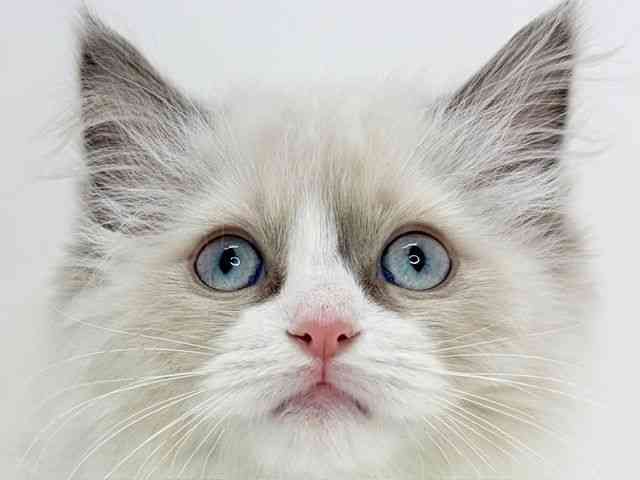 大阪府のラグドール (ひごペットフレンドリーいこらもーる泉佐野店/2025年11月1日生まれ/女の子/シールポイントバイカラー)の子猫の1枚目の画像