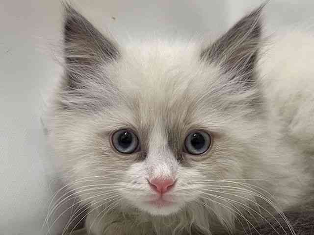 和歌山県のラグドール (ひごペットフレンドリーパームシティ和歌山店/2025年11月1日生まれ/女の子/シールポイントバイカラー)の子猫の1枚目の画像