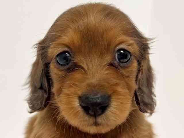 愛知県のミニチュアダックスフンド(ロング) (ひごペットフレンドリーイトーヨーカドー知多店/2025年11月1日生まれ/女の子/レッド)の子犬