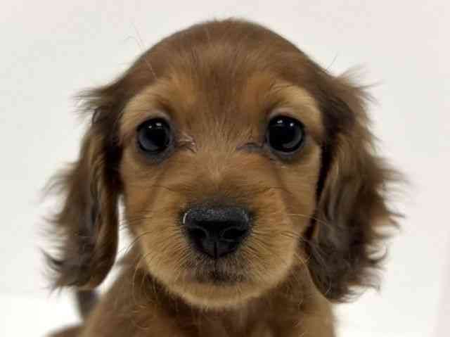 愛知県のミニチュアダックスフンド(ロング) (ひごペットフレンドリーイトーヨーカドー知多店/2025年11月1日生まれ/女の子/レッド)の子犬の1枚目の画像