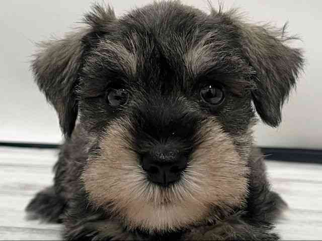 和歌山県のミニチュアシュナウザー (ひごペットフレンドリーパームシティ和歌山店/2025年10月31日生まれ/女の子/ソルトペッパー)の子犬の1枚目の画像