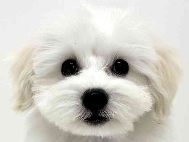 大阪府のトイプードル(トイ) (ひごペットフレンドリーくずはモール店/2025年11月2日生まれ/女の子/ホワイト)の子犬の1枚目の画像