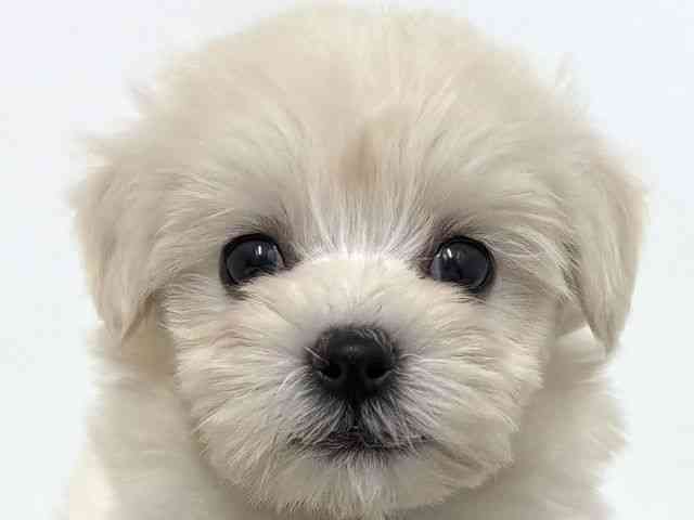 大阪府のトイプードル(トイ) (ひごペットフレンドリーベルファⅡ都島店/2025年11月2日生まれ/女の子/ホワイト)の子犬の1枚目の画像