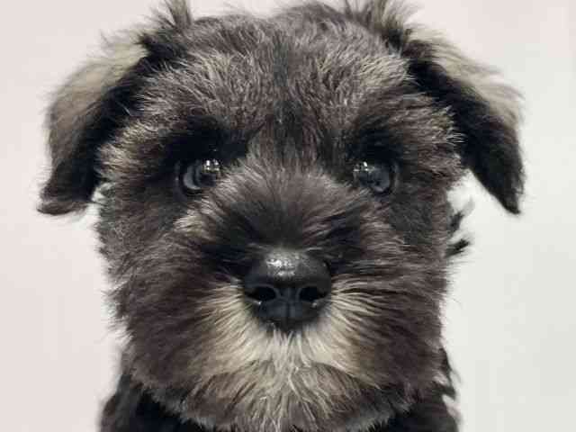 高知県のミニチュアシュナウザー (ひごペットフレンドリーイオンモール高知店/2025年11月2日生まれ/女の子/ソルトペッパー)の子犬の1枚目の画像