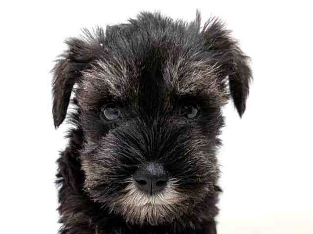 広島県のミニチュアシュナウザー (ひごペットフレンドリーゆめタウン廿日市店/2025年11月1日生まれ/女の子/ソルトペッパー)の子犬の1枚目の画像