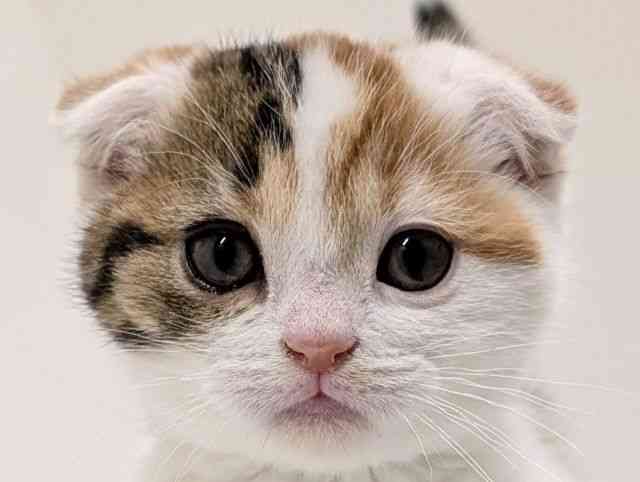 福岡県のスコティッシュフォールド (ひごペットフレンドリーリバーウォーク北九州店/2025年11月1日生まれ/女の子/キャリコ)の子猫