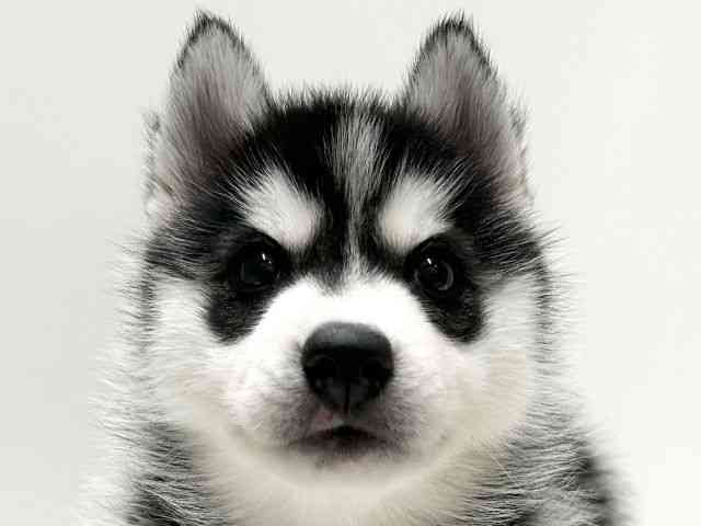 愛知県のシベリアンハスキー (ひごペットフレンドリーららぽーと名古屋みなとアクルス店/2025年11月1日生まれ/女の子/ブラックホワイト)の子犬の1枚目の画像