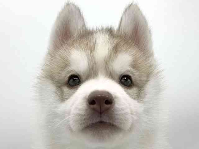 大阪府のシベリアンハスキー (ひごペットフレンドリーららぽーとEXPOCITY店/2025年11月1日生まれ/男の子/チョコレートホワイト)の子犬の1枚目の画像