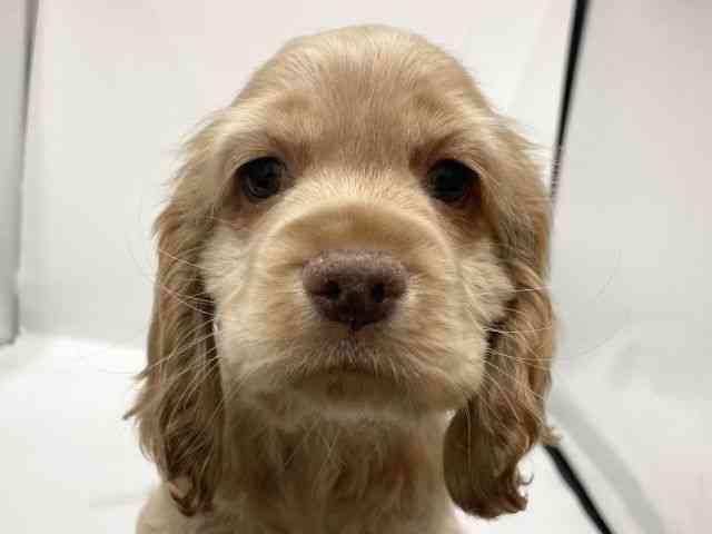 愛知県のアメリカンコッカースパニエル (ひごペットフレンドリーヴィアモール アピタ江南西店/2025年10月30日生まれ/男の子/バフ)の子犬