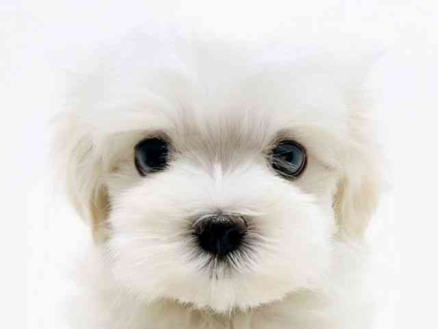 広島県のマルチーズ (ひごペットフレンドリーフジグラン神辺店/2025年11月2日生まれ/女の子/ホワイト)の子犬