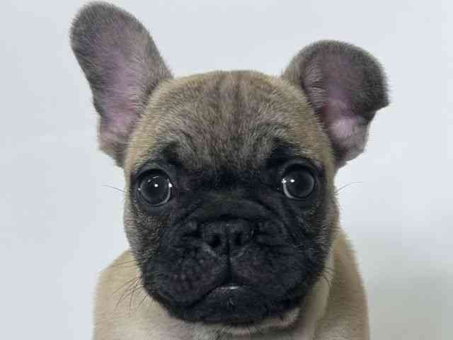 大阪府のフレンチブルドッグ (ひごペットフレンドリーアクロスプラザ住之江店/2025年10月30日生まれ/女の子/フォーン)の子犬の1枚目の画像